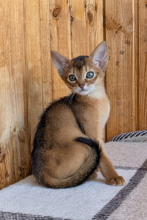 Edwina | Abyssinian Kitten