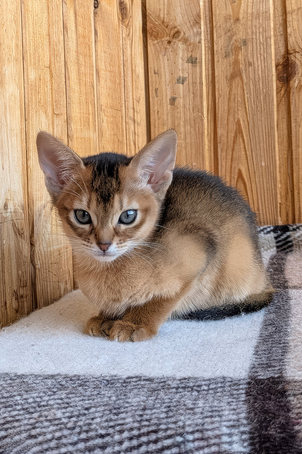 Edwina | Abyssinian Kitten