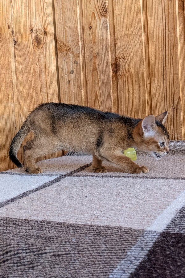 Edwina | Abyssinian Kitten