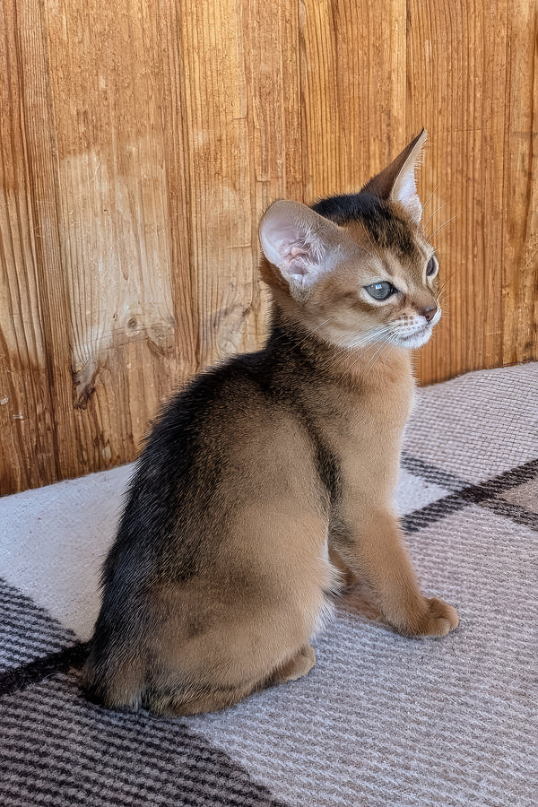 Edwina | Abyssinian Kitten
