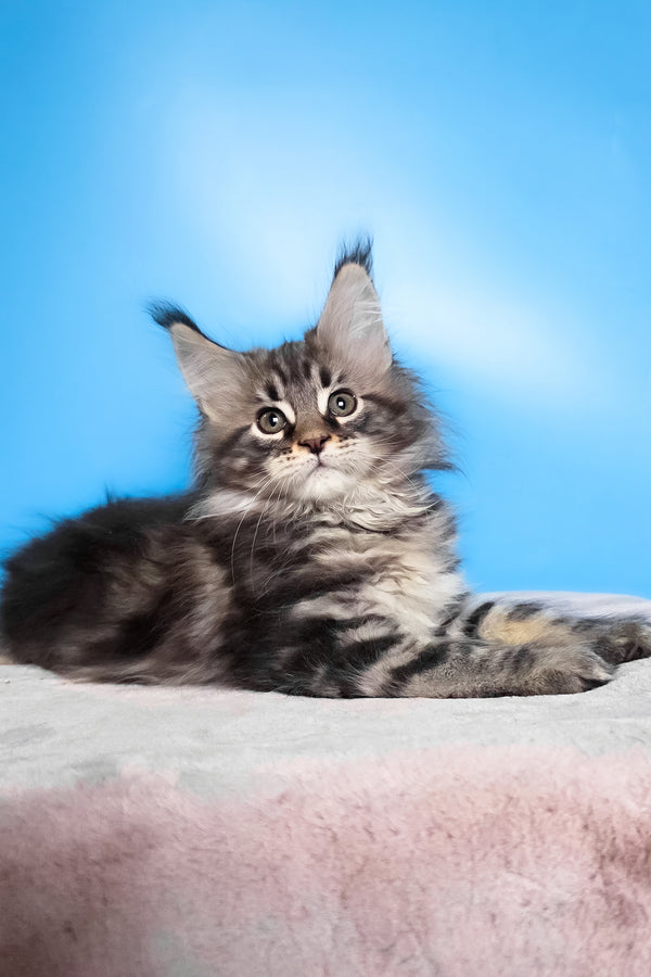 Elena | Maine Coon Kitten