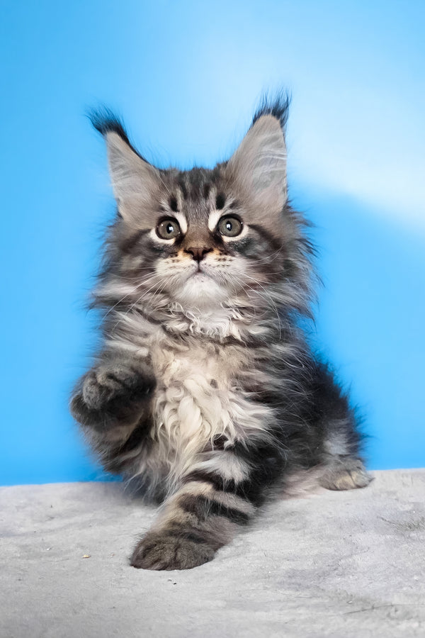Elena | Maine Coon Kitten