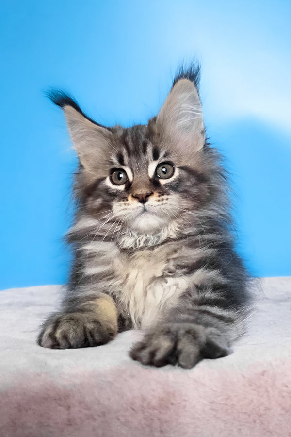 Elena | Maine Coon Kitten