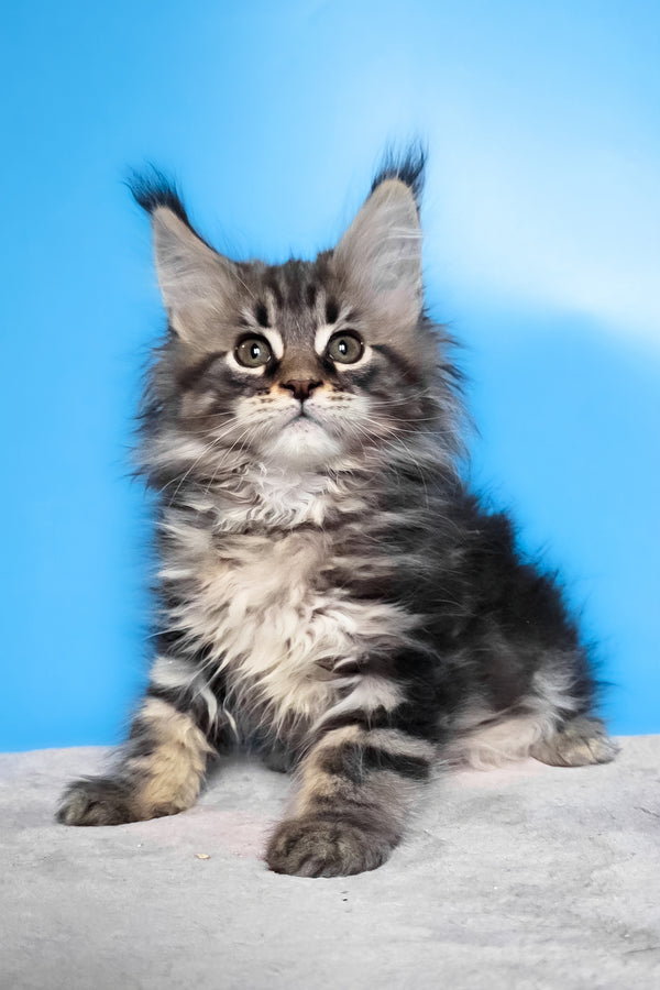 Elena | Maine Coon Kitten