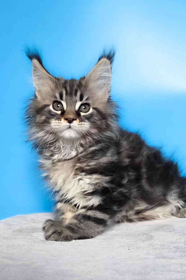Elena | Maine Coon Kitten