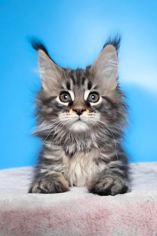 Elena | Maine Coon Kitten