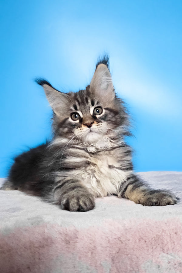 Elena | Maine Coon Kitten