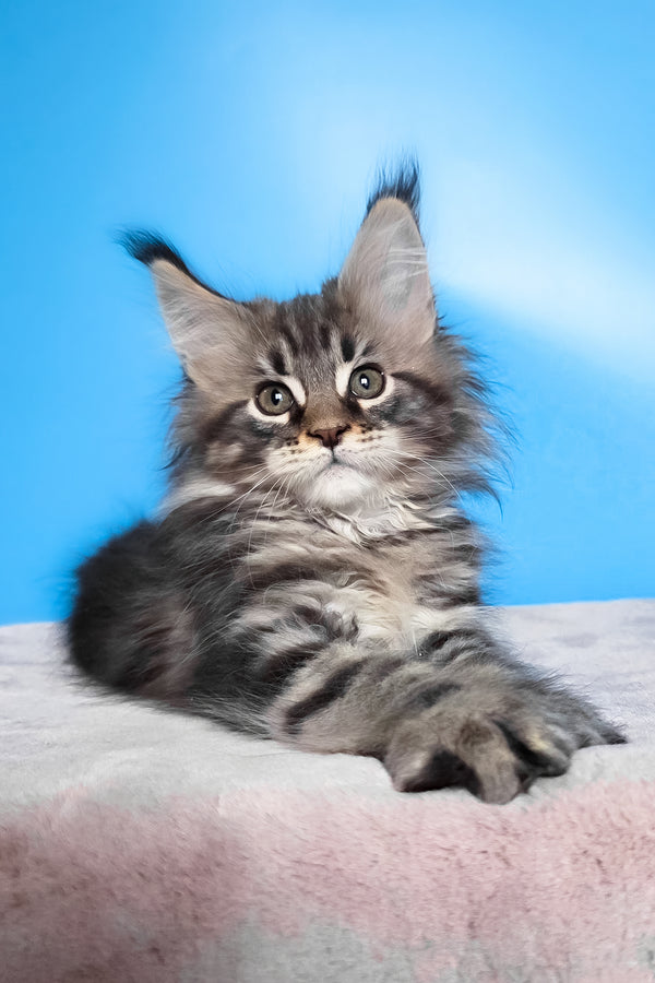 Elena | Maine Coon Kitten