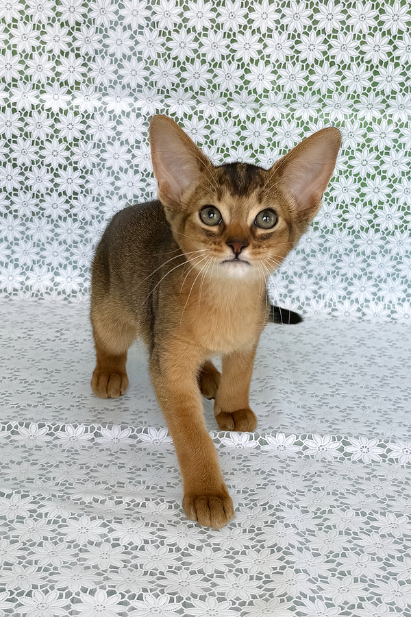 Elka | Abyssinian Kitten