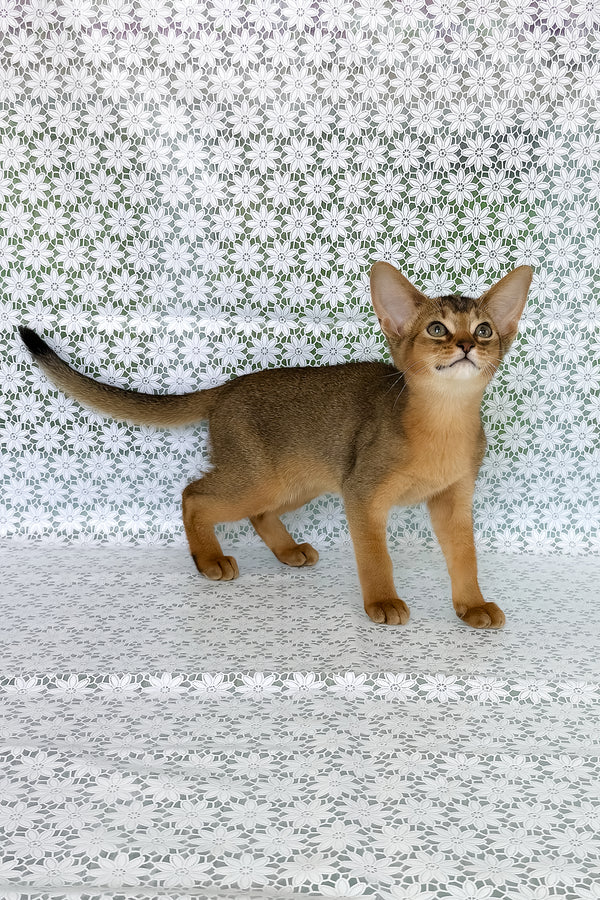 Elka | Abyssinian Kitten