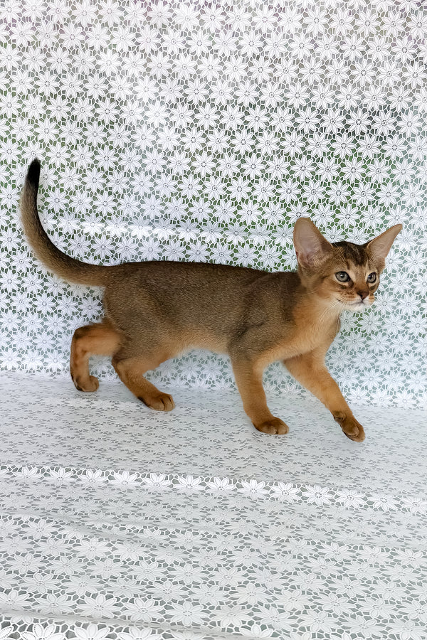 Elka | Abyssinian Kitten