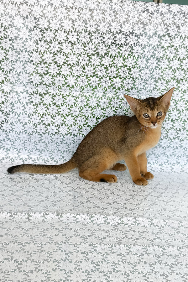 Elka | Abyssinian Kitten