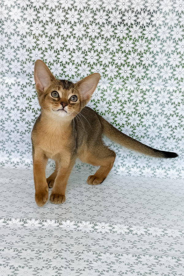 Elka | Abyssinian Kitten