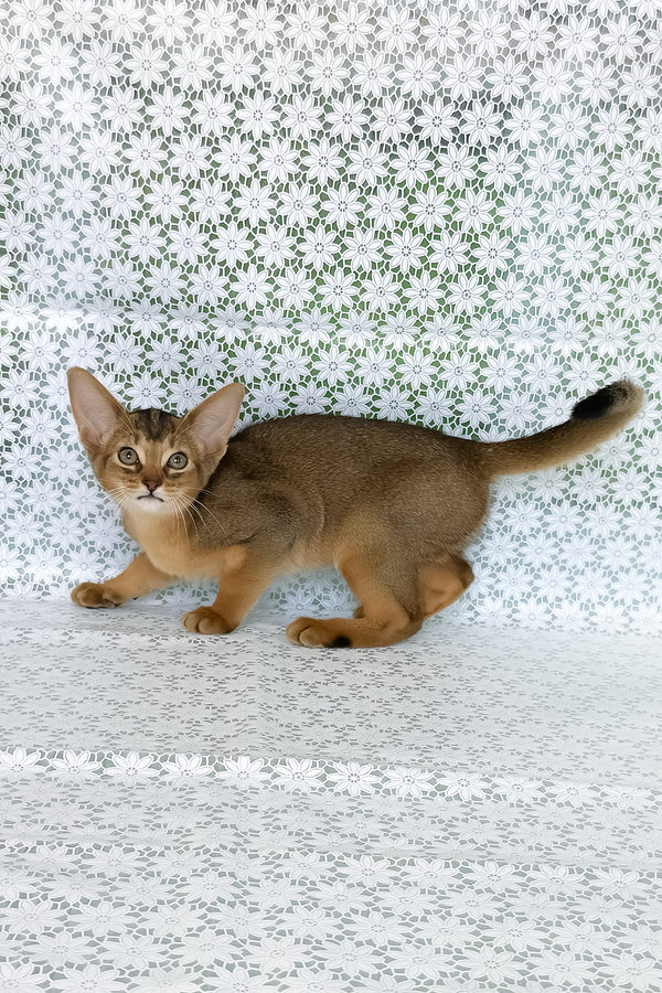 Elka | Abyssinian Kitten