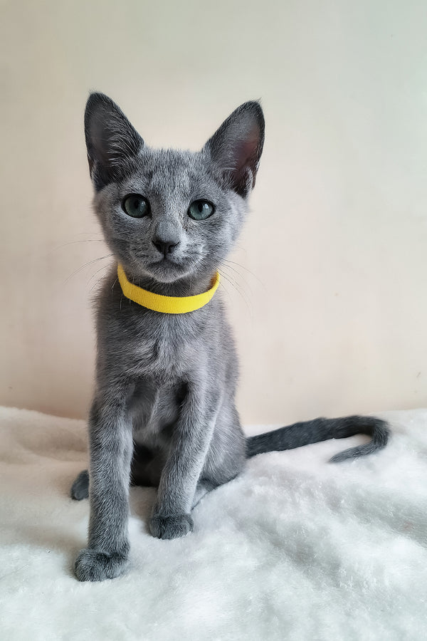 Ella | Russian Blue Kitten