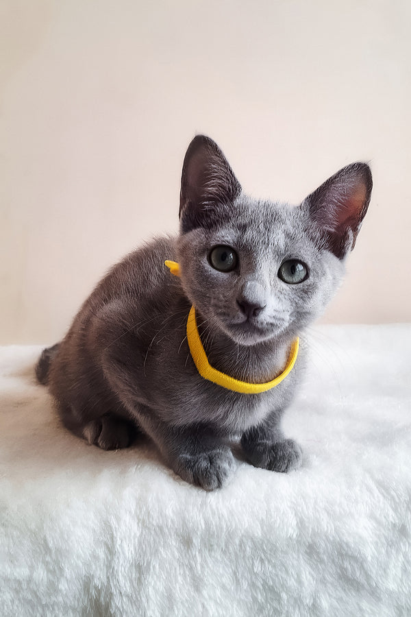 Ella | Russian Blue Kitten