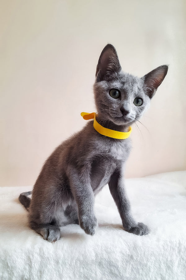 Ella | Russian Blue Kitten
