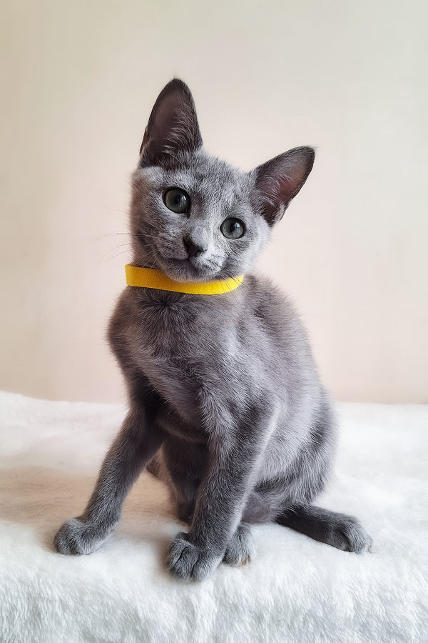Ella | Russian Blue Kitten
