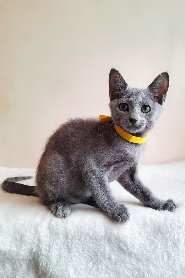Ella | Russian Blue Kitten