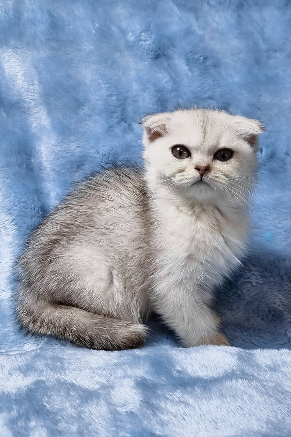 Elsa | Scottish Fold Kitten