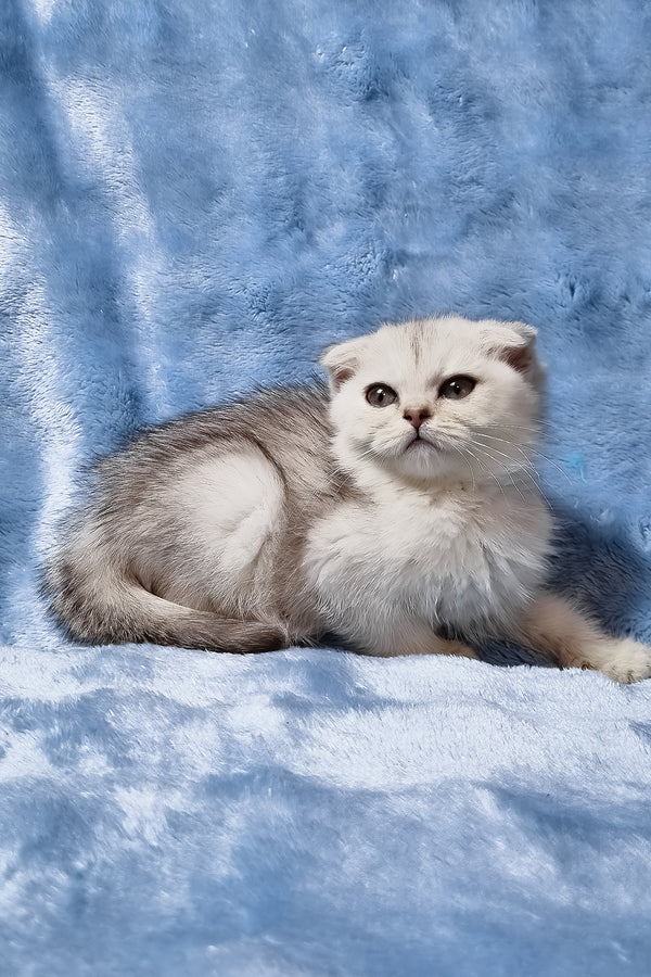Elsa | Scottish Fold Kitten