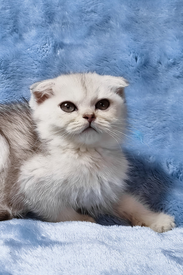 Elsa | Scottish Fold Kitten