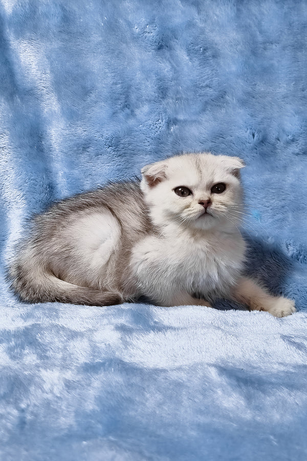 Elsa | Scottish Fold Kitten
