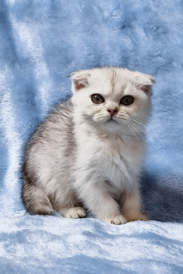 Elsa | Scottish Fold Kitten
