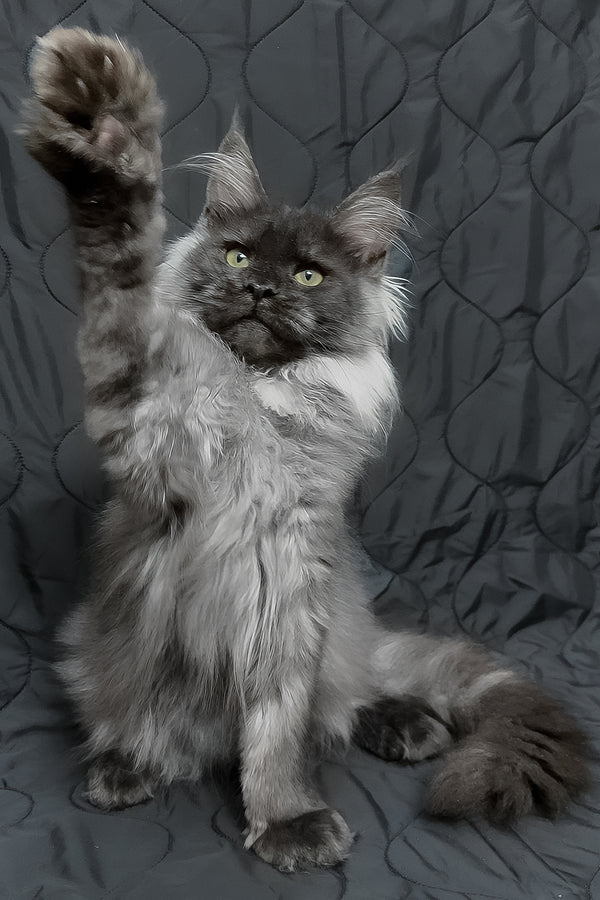 Endi | Maine Coon Kitten