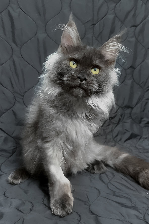 Endi | Maine Coon Kitten