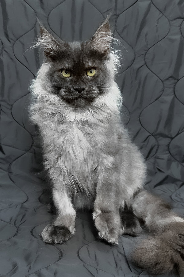 Endi | Maine Coon Kitten