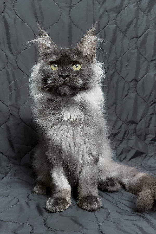 Endi | Maine Coon Kitten