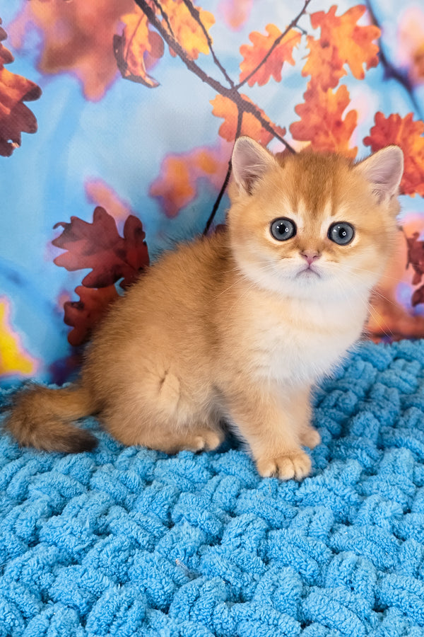 Eric | Scottish Straight Kitten