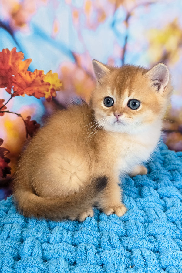 Eric | Scottish Straight Kitten