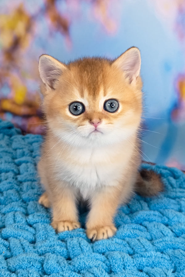 Eric | Scottish Straight Kitten