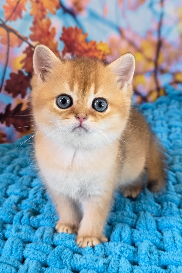 Eric | Scottish Straight Kitten