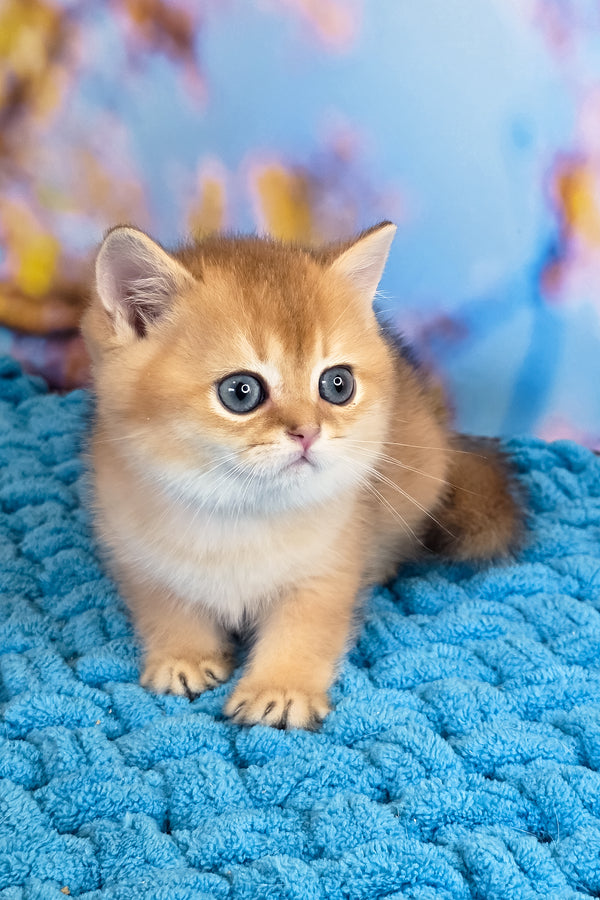 Eric | Scottish Straight Kitten