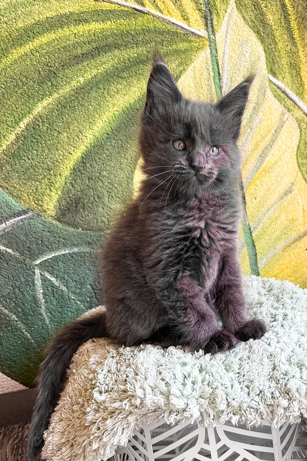 Erik | Maine Coon Kitten