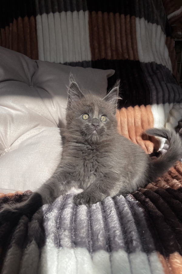 Erik | Maine Coon Kitten