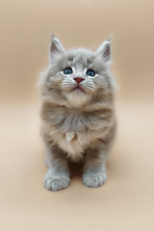 Ernest | Maine Coon Kitten