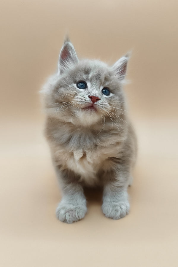 Ernest | Maine Coon Kitten