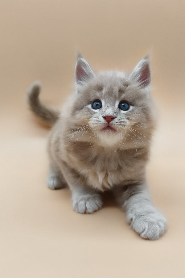 Ernest | Maine Coon Kitten