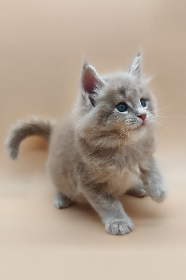 Ernest | Maine Coon Kitten
