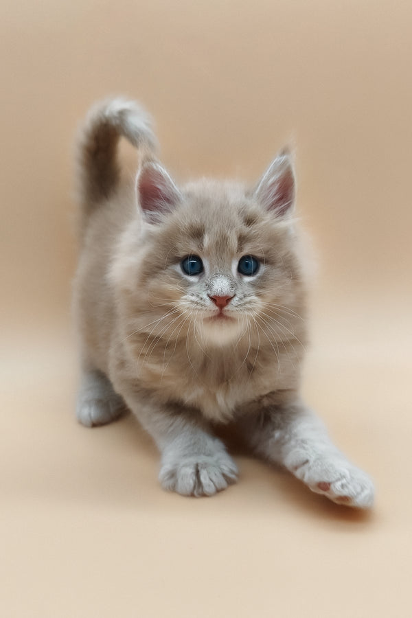 Ernest | Maine Coon Kitten