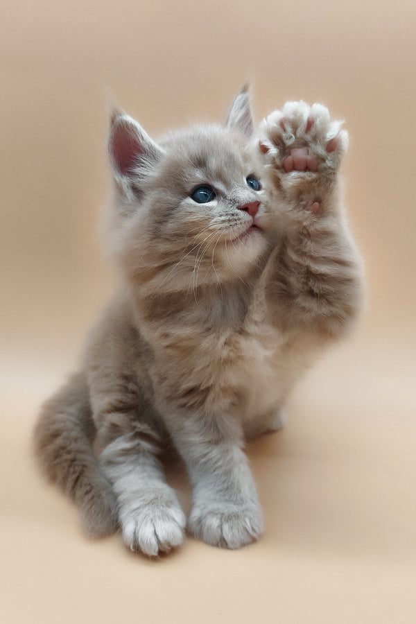 Ernest | Maine Coon Kitten