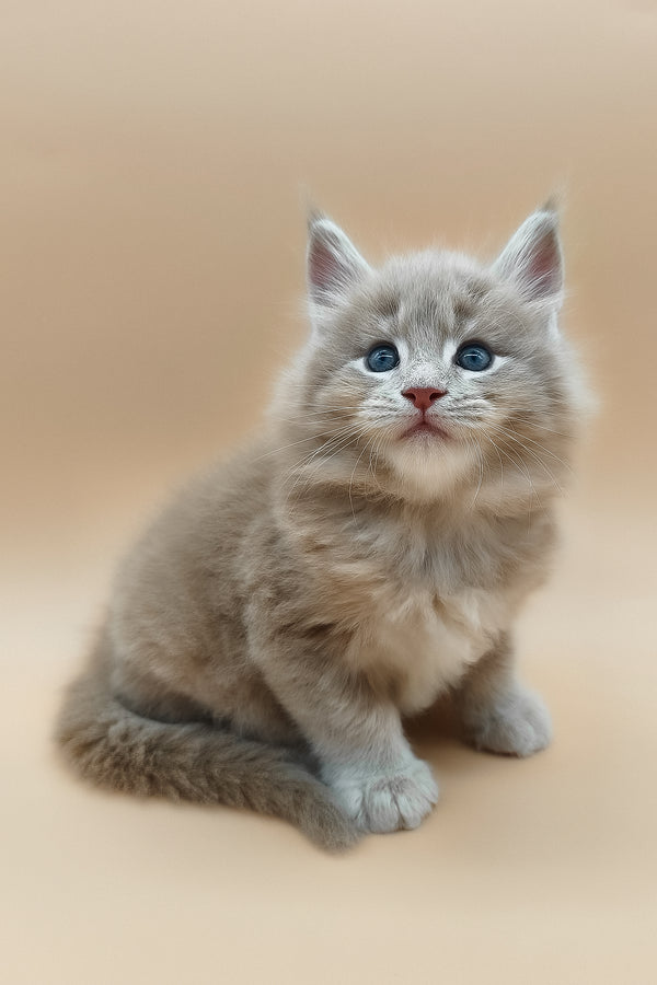 Ernest | Maine Coon Kitten