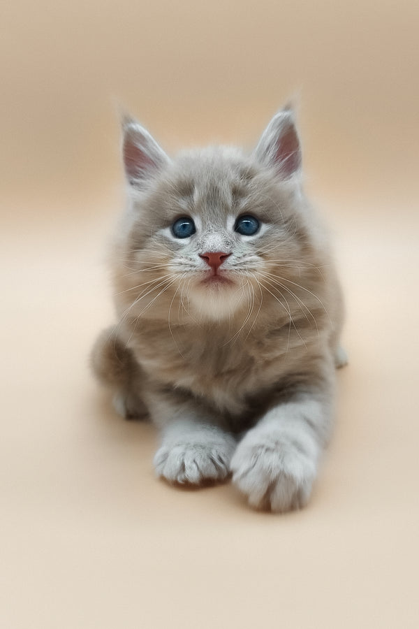 Ernest | Maine Coon Kitten