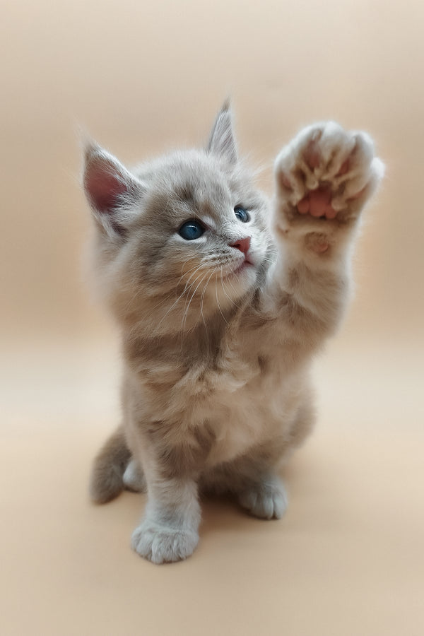 Ernest | Maine Coon Kitten