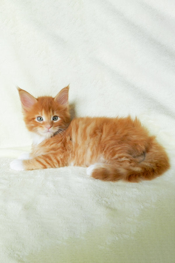 Esaul | Maine Coon Kitten