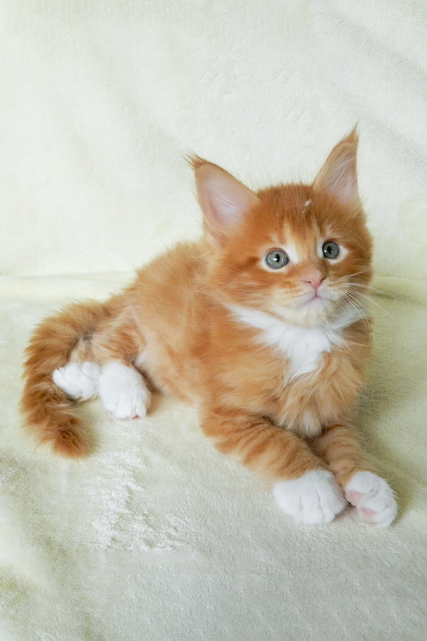 Esaul | Maine Coon Kitten